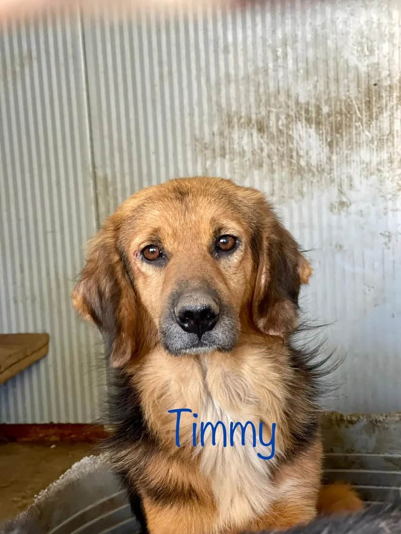Beti Shej — Timmy