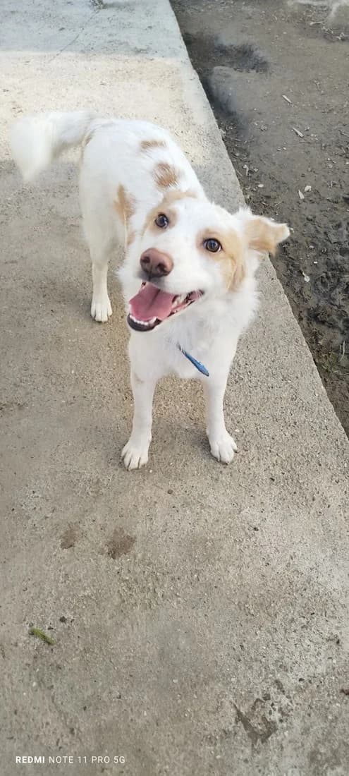 Lena