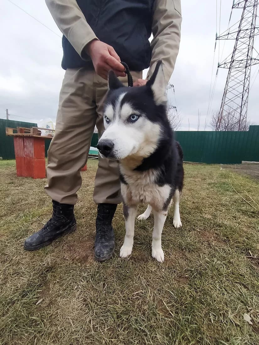 Гос