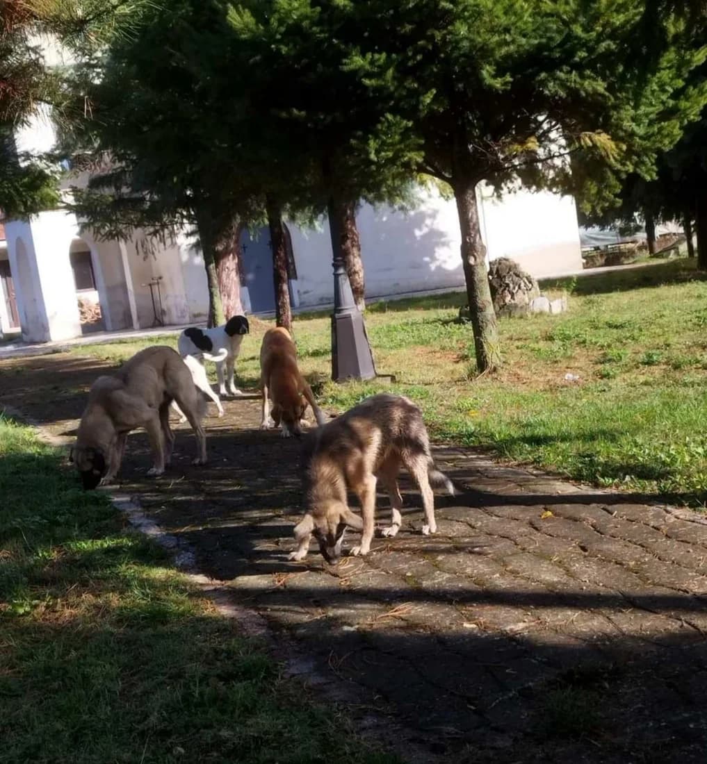 Dog #320
