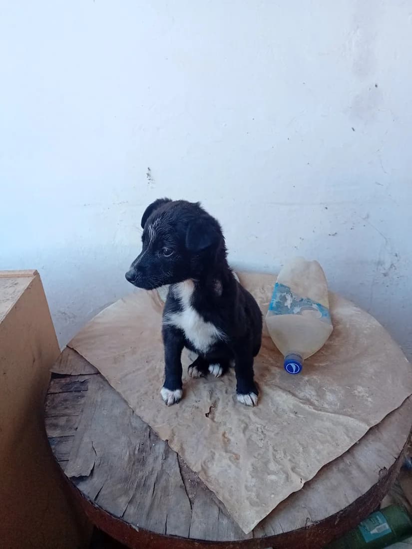 Dog #321