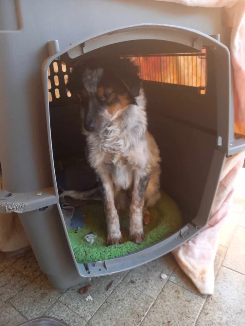 Dog #322