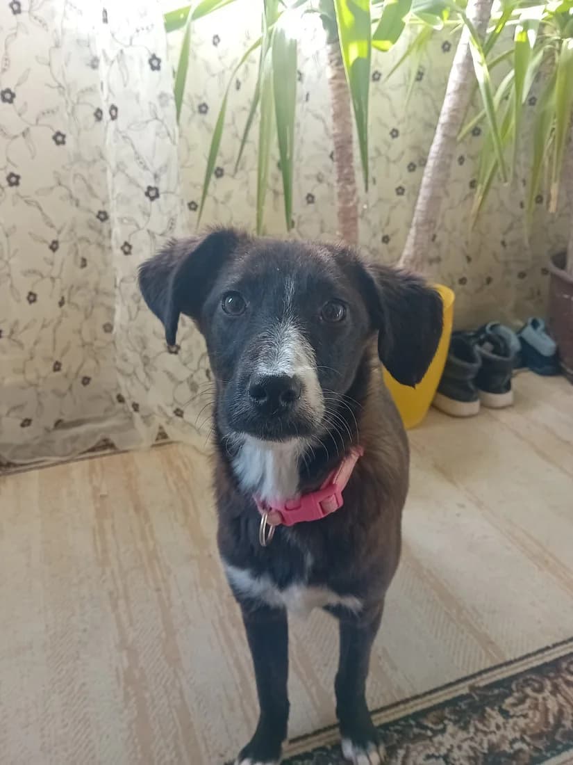 Dog #323