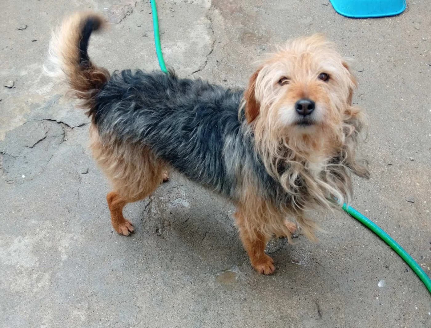 Dog #325