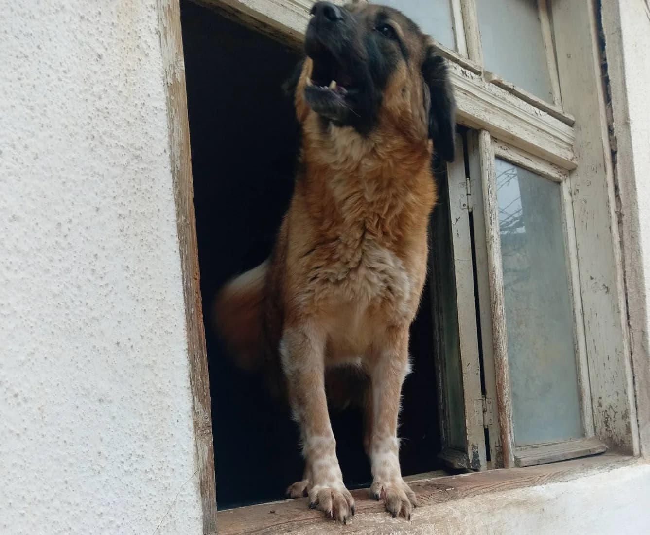 Бони