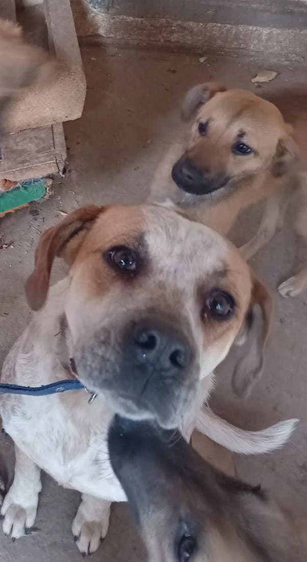 Dog #327