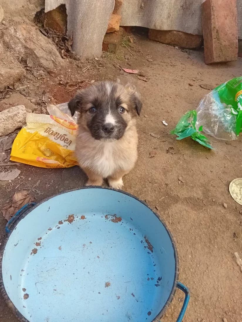 Dog #328