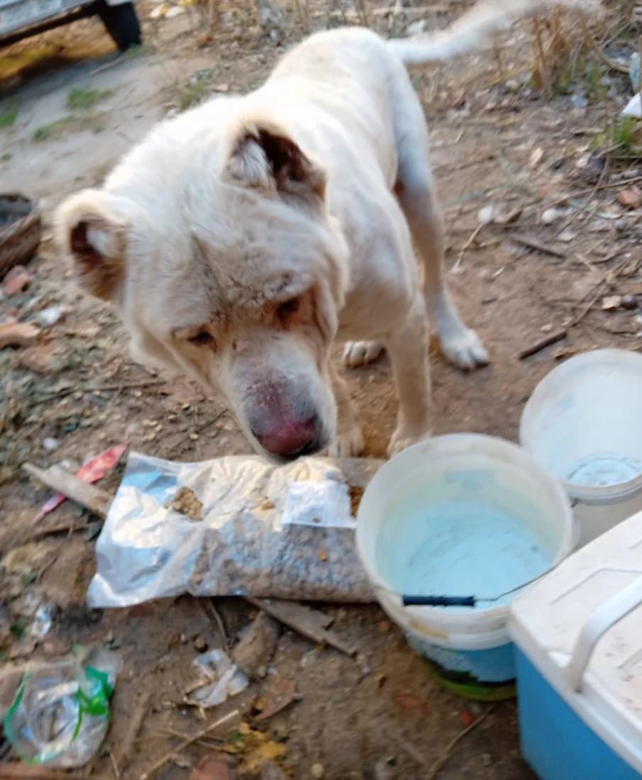 Dog #330