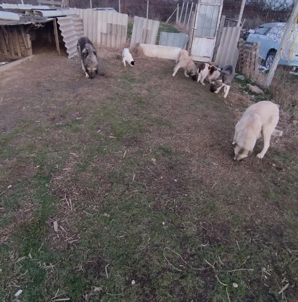 Dog #342