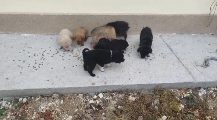 Dog #343