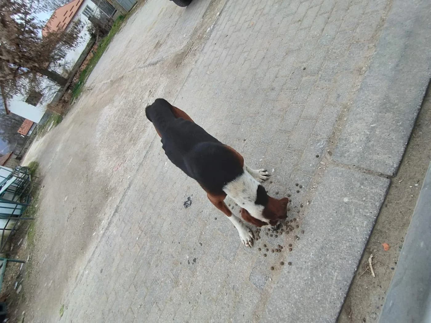 Dog #344