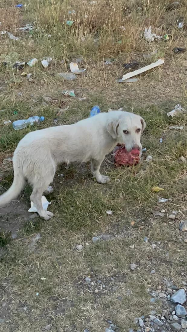 Dog #361