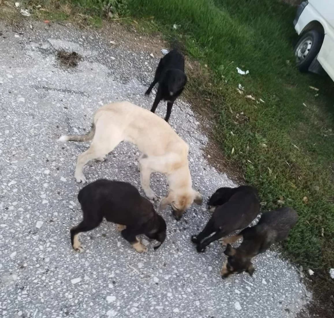 Dog #365