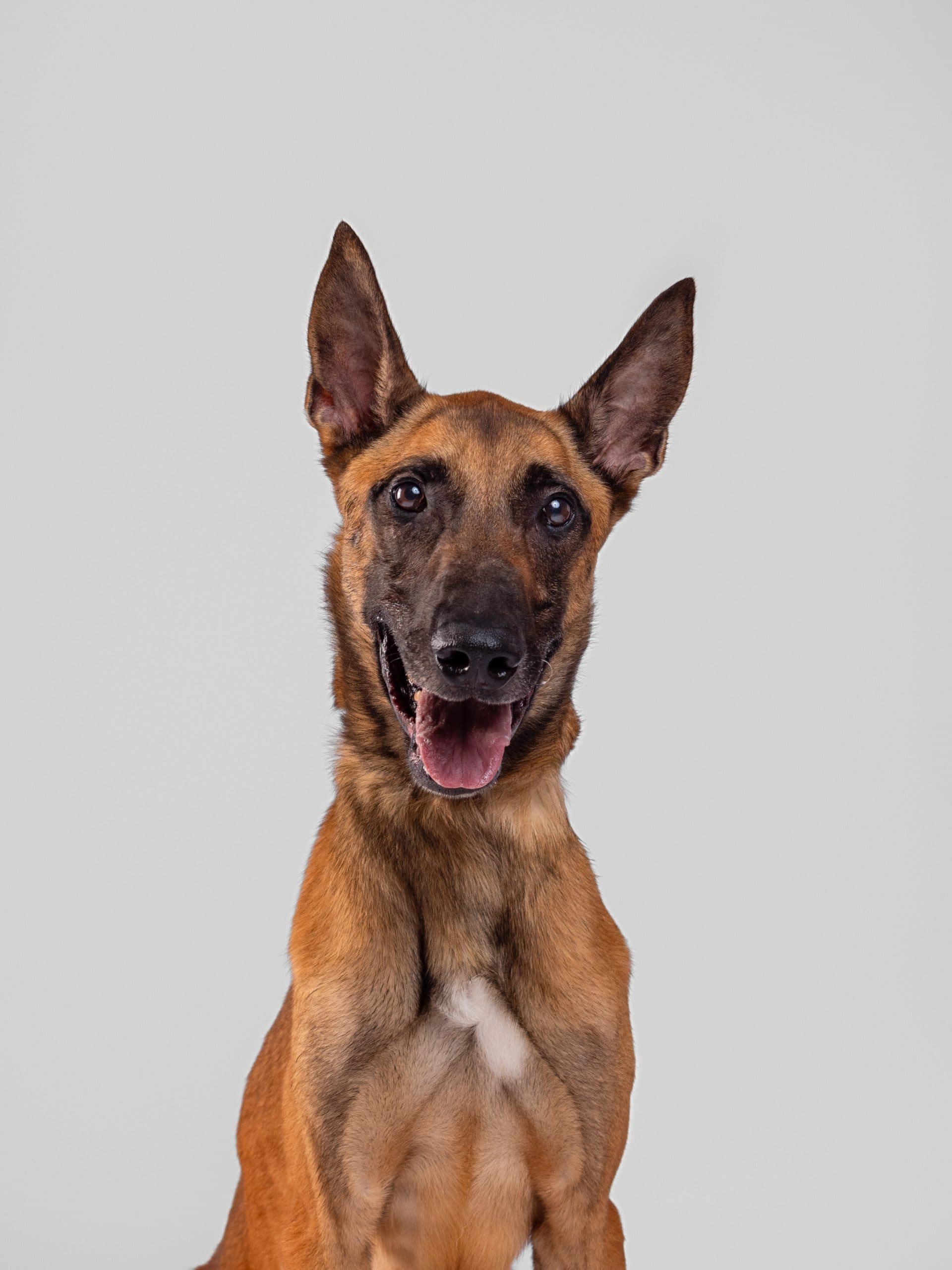 Dingo