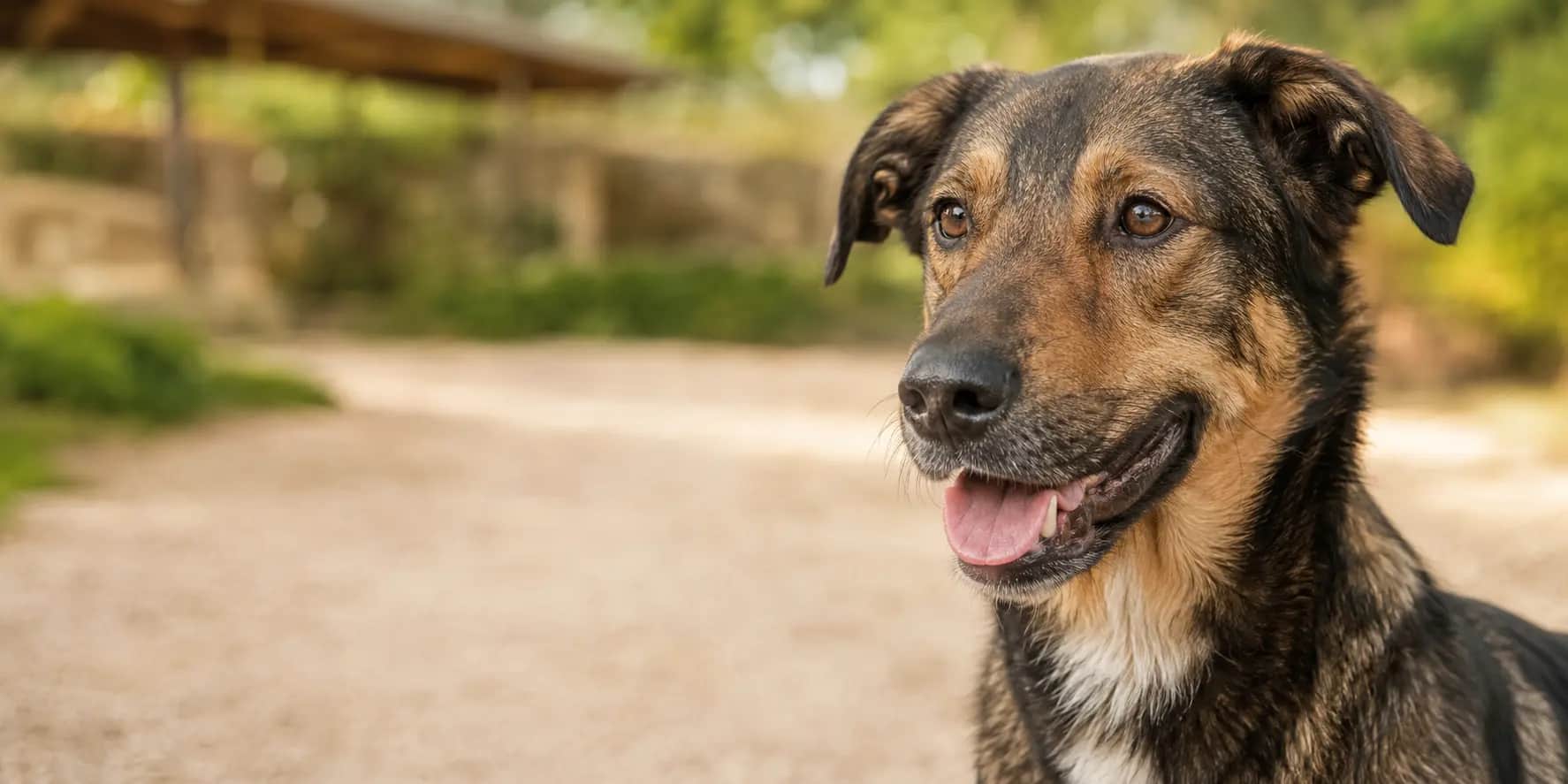 A friendly mixed-breed rescue dog in a shelter courtyard