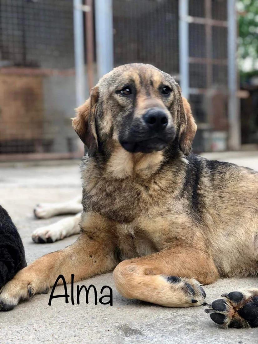 Alma