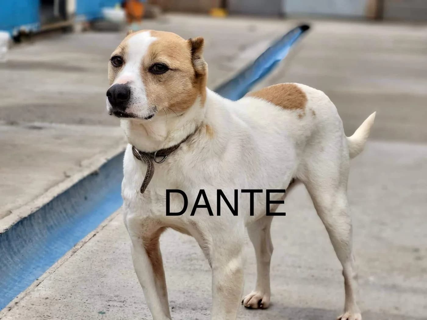 Dante