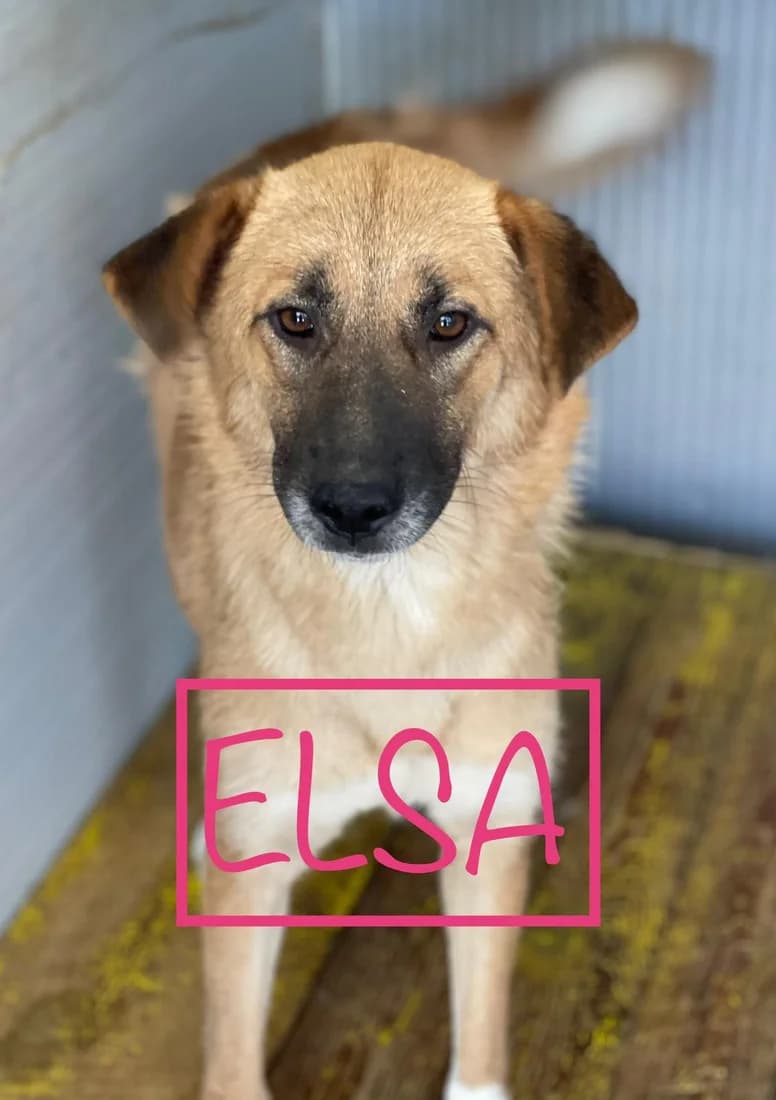 Elsa