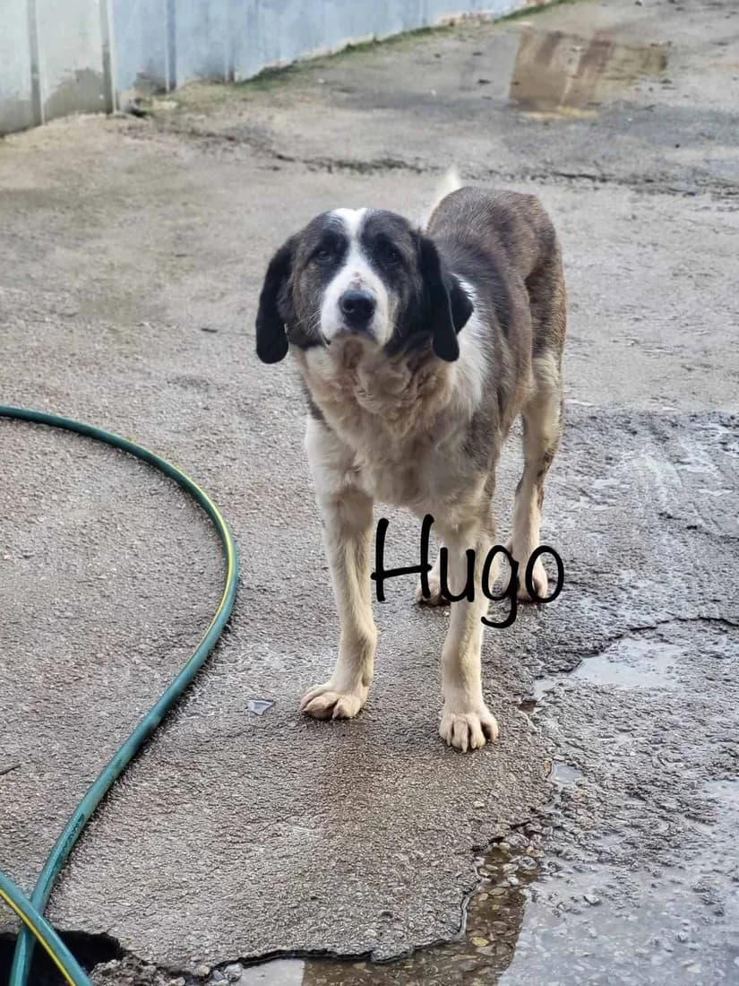 Hugo