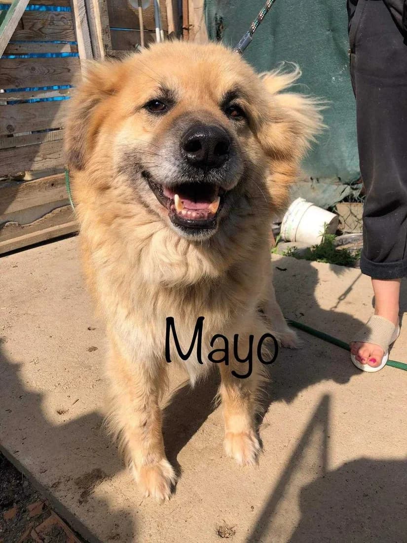 Mayo