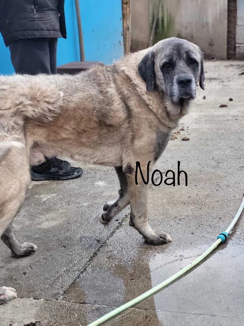 Noah