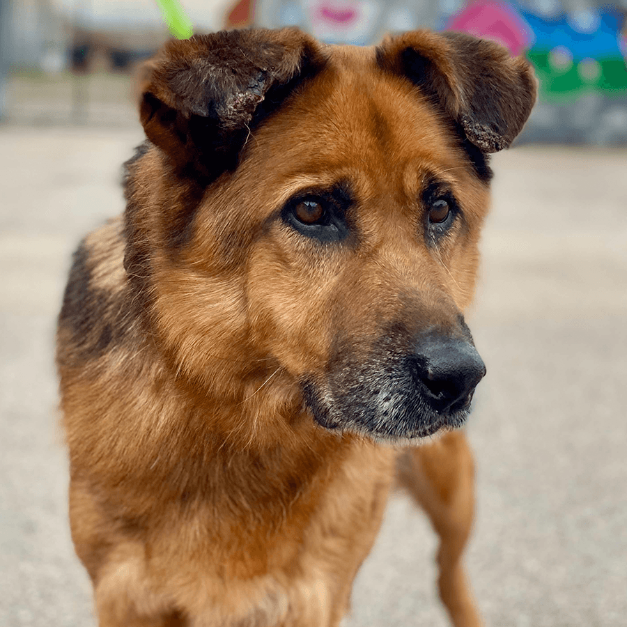 Roki