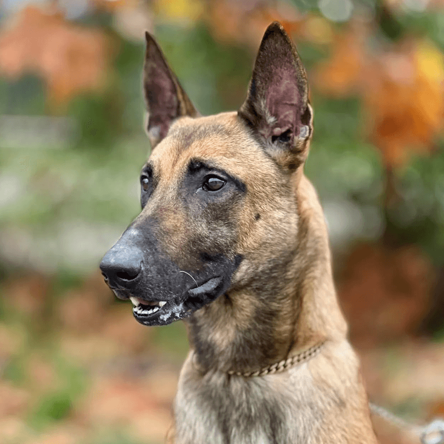 Dingo